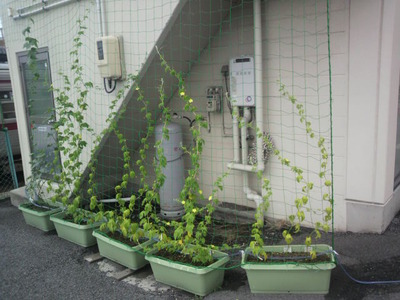ゴーヤ