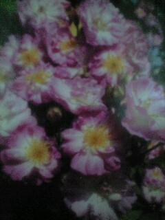 薔薇色のふるさと〜シックナカノ・中野のバラ