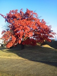 松代城の紅葉