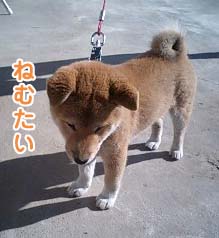 ね・・・