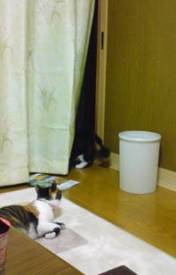 そんな夜。