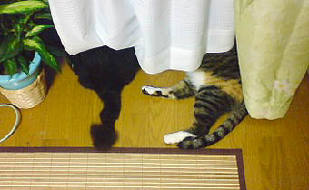 夜風が身にしみるぜ。