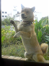 あけてください