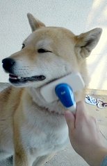 繊維質豊富