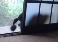 どうしたものか