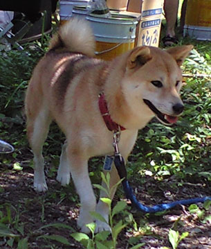 夏だね