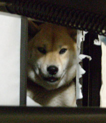 入りたい・・・