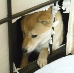 入りたい・・・