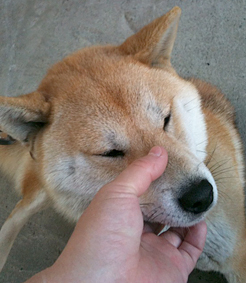 スポンジ膨らんだ♪