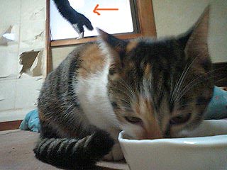 もりもり食う