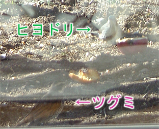 さっきからスズメが部屋をちら見しつつエサ台を行ったりきたり。