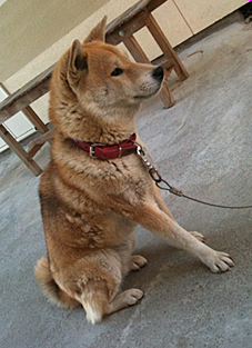 なにゆえ