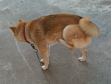 なにゆえ
