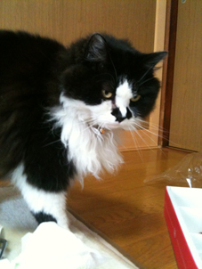 しかしもっふもふやな。
