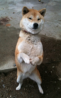 咲~いた咲いた