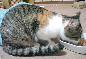 しっぽ長くねぇか
