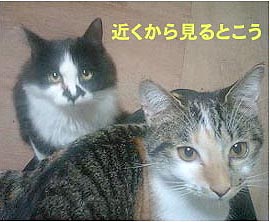まともな写真