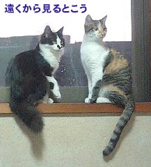 まともな写真