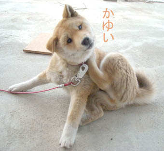 今日のきなこさん