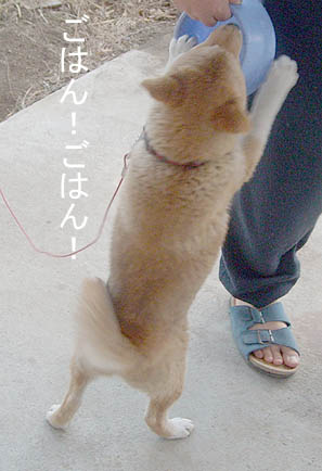今日のきなこさん