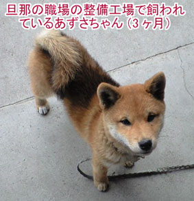 比較してみた