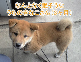 比較してみた