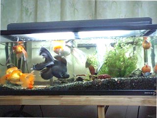 本日は金魚