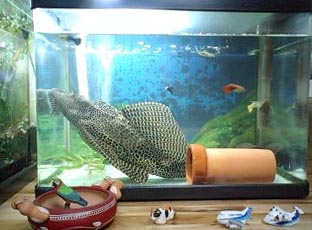 本日は金魚