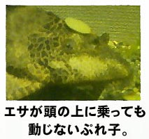 本日は金魚