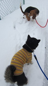 犬は喜び・庭かけまり！雪の中でも楽しくお散歩しました。