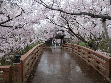 高遠城址公園の桜 高遠城址公園の桜