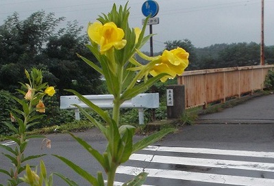 デシベル デシベル