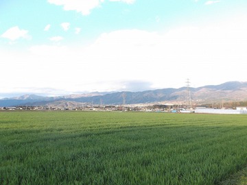 麦青む 麦青む