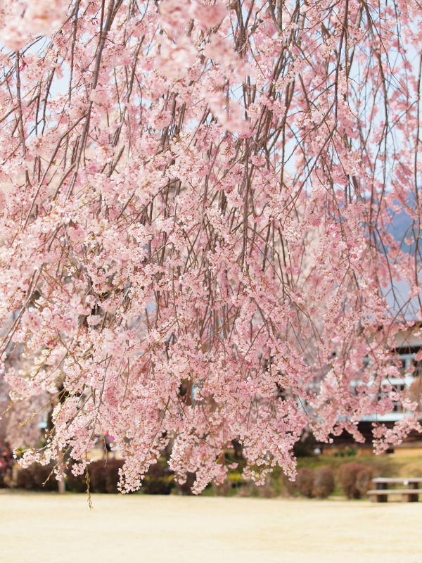 しだれ桜 しだれ桜