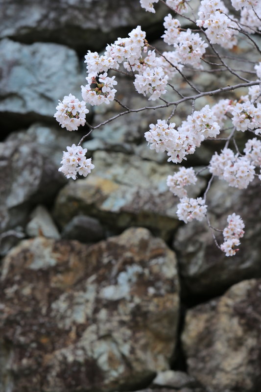 石塀と桜（上田城　桜）