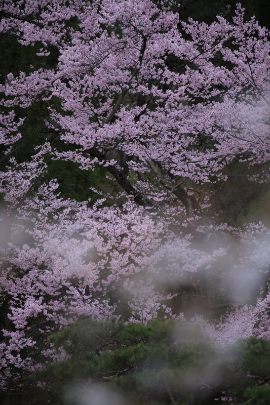 SAKURA (上田城 桜) SAKURA (上田城 桜)