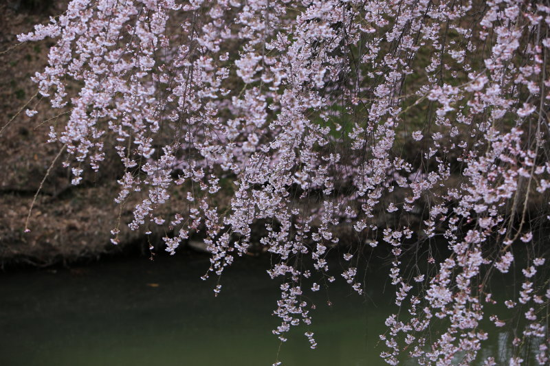 プロの写真 (長野写真倶楽部 上田城 桜) プロの写真 (長野写真倶楽部 上田城 桜)