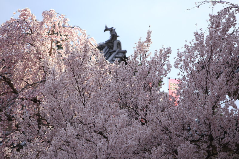 六文銭 (長野写真倶楽部 上田城 桜) 六文銭 (長野写真倶楽部 上田城 桜)