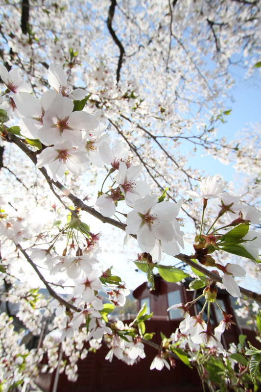 桜と丸子鉄道(上田市丸子) 桜と丸子鉄道(上田市丸子)
