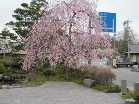 善光寺・城山公園の桜 2018