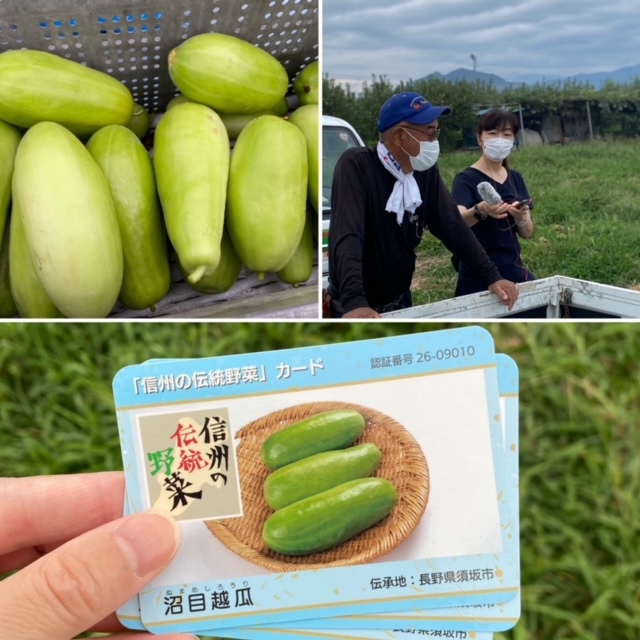 信州の伝統野菜カード