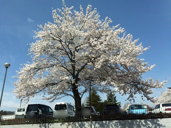 松本城は桜満開でした