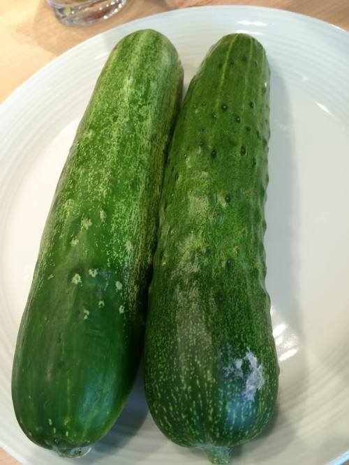 キッズ野菜ソムリエ 誕生! キッズ野菜ソムリエ 誕生!