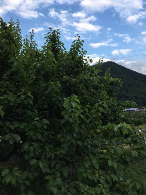 【果物】 長野県千曲市の杏♪ 【果物】 長野県千曲市の杏♪