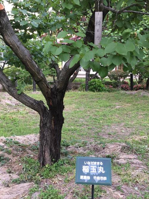【果物】 長野県千曲市の杏♪ 【果物】 長野県千曲市の杏♪