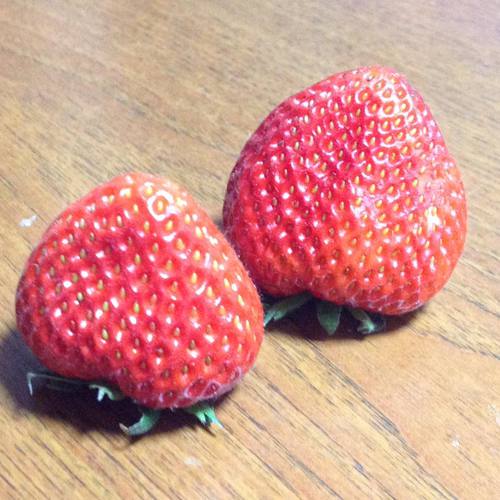 旬のいちご♪ 旬のいちご♪