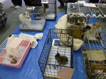１０月６日（日）猫譲渡会＠長野市のおしらせ