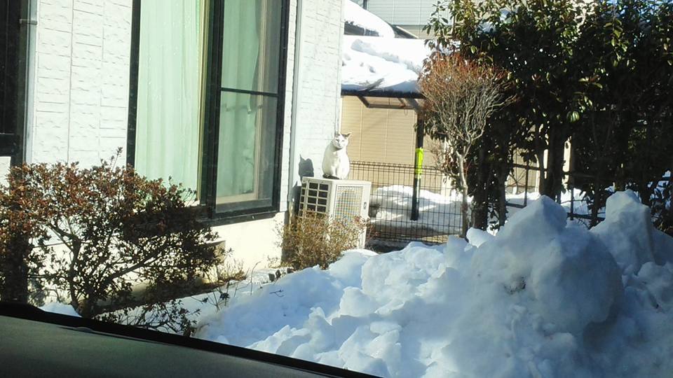 本日もご常連様定位置にスタンバイ 本日もご常連様定位置にスタンバイ
