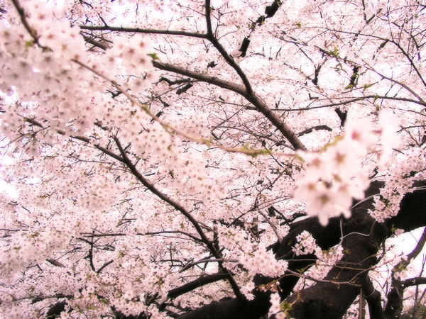 君の中に桜咲く 君の中に桜咲く