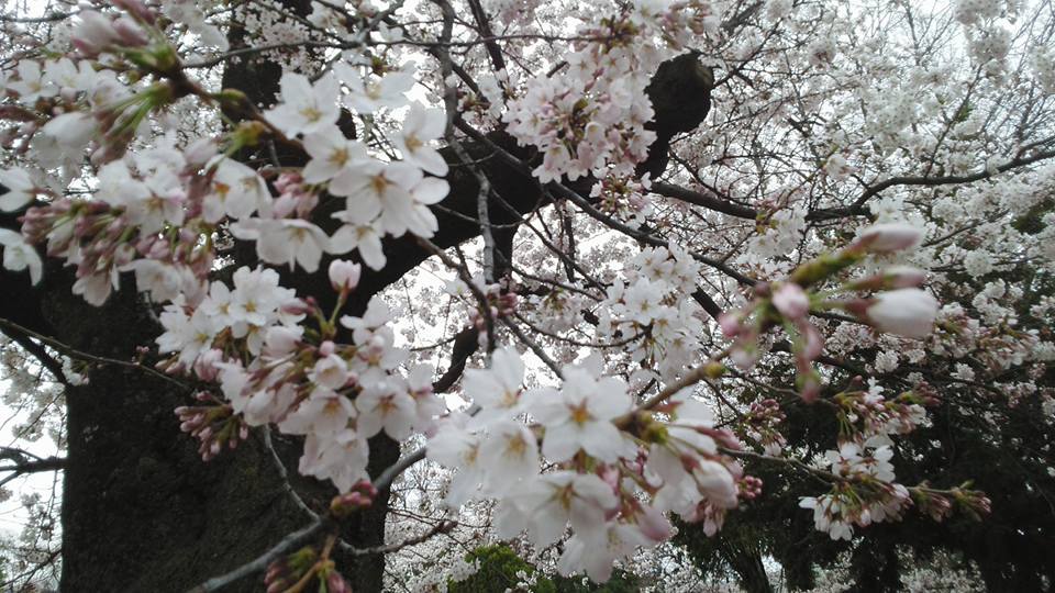 さまざまのこと思ひ出す桜かな さまざまのこと思ひ出す桜かな